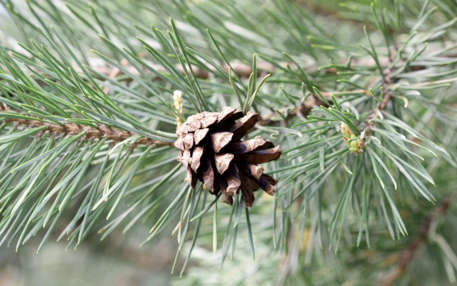 Кедр Сибирский хвоинки