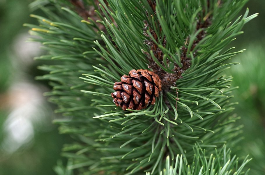 Pinus merkusii