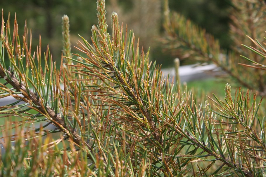 Обыкновенное шютте сосны