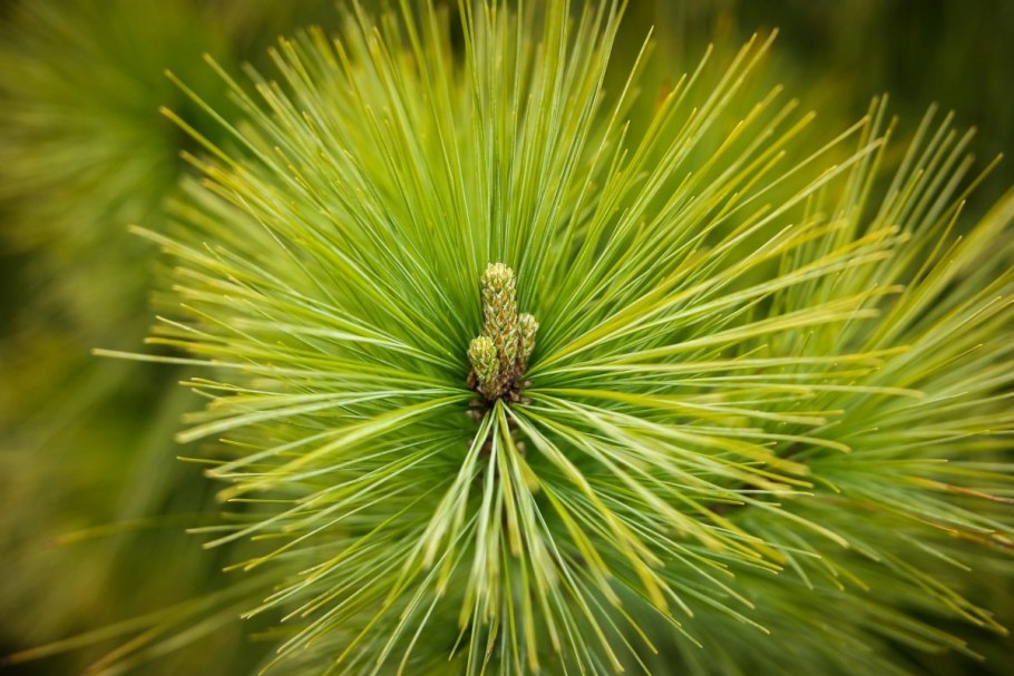 Pinus Sylvestris хвоя