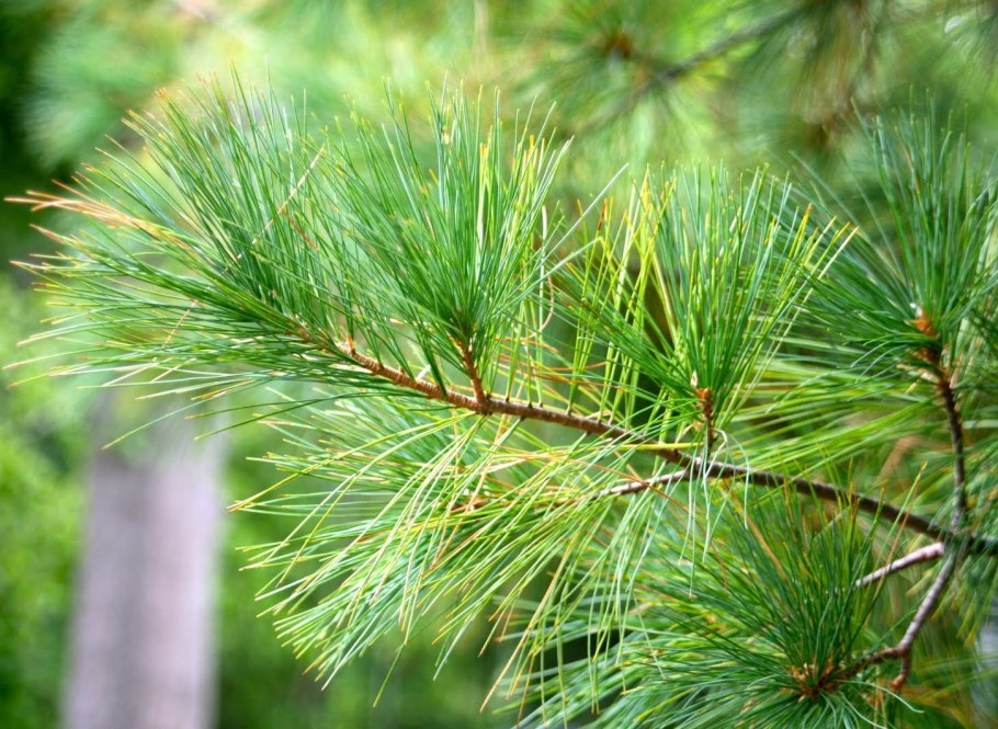 Хвоя сосны обыкновенной(Pinus Sylvestris)