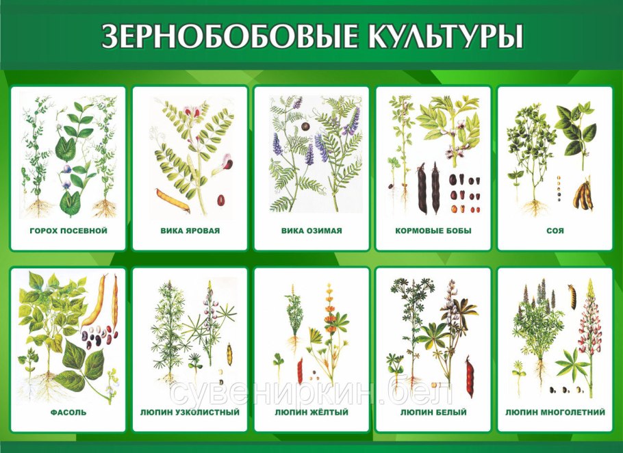 Строение цветка бобовых растений