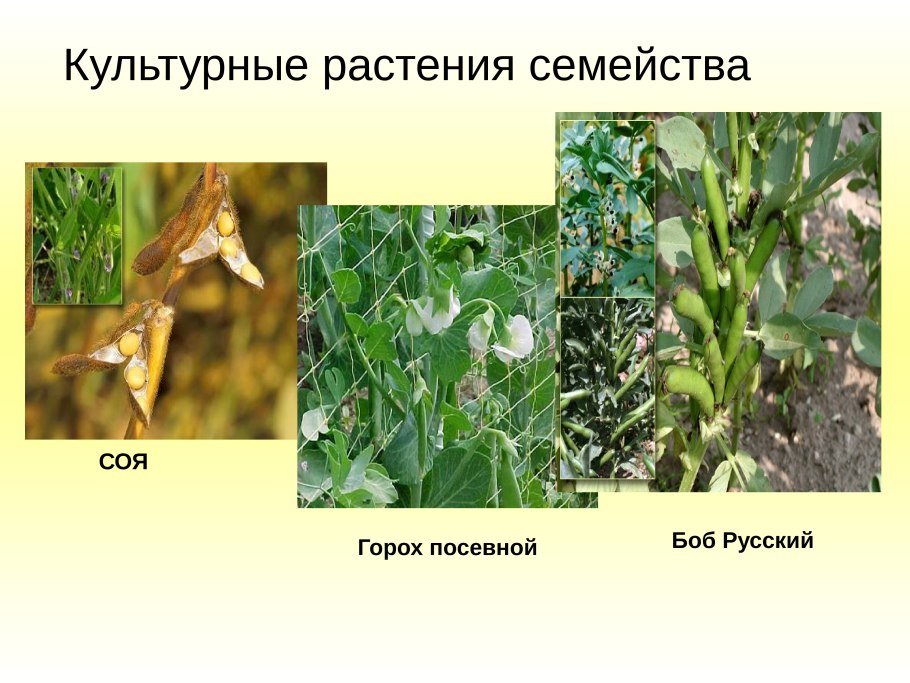 Семейство бобовые двудольные