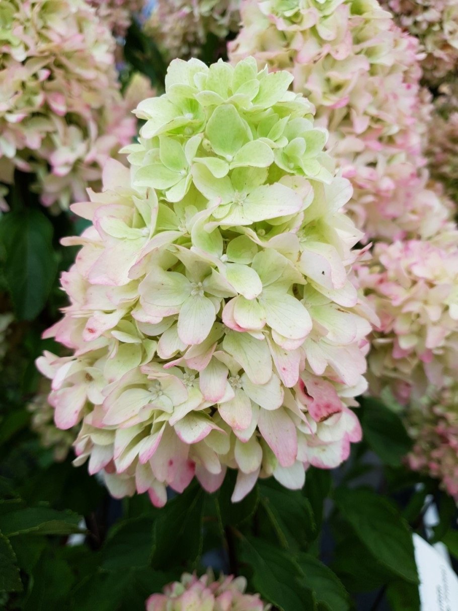 Гортензия метельчатая Скайфолл