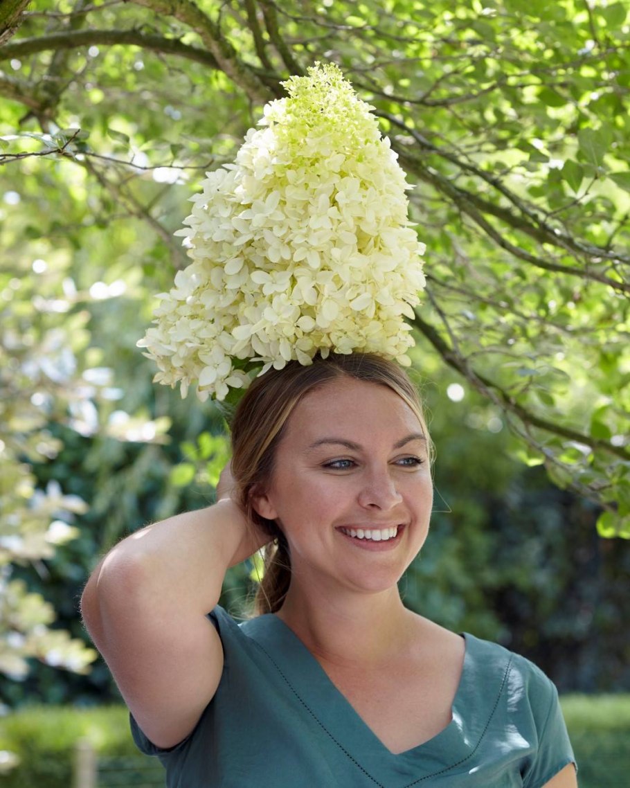 Калина Бульдонеж штамб