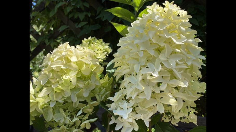 Гортензия метельчатая Diamant rouge