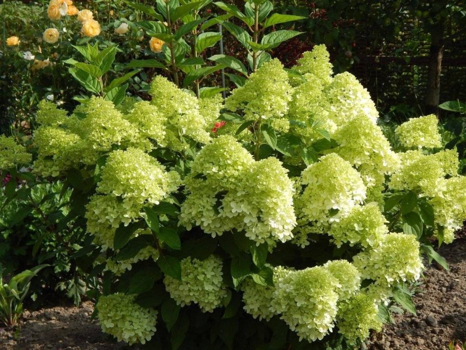 Гортензия метельчатая Скайфолл