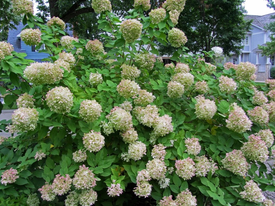 Гортензия Hercules