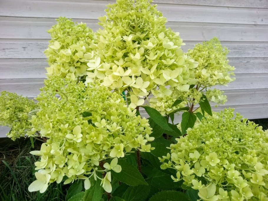 Гортензия метельчатая Литтл СПУКИ