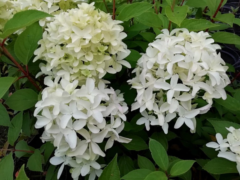 Гиацинтовая гортензия метельчатая