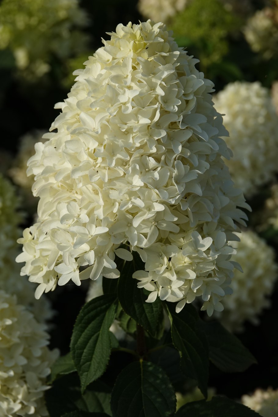 Гортензия метельчатая Скайфолл