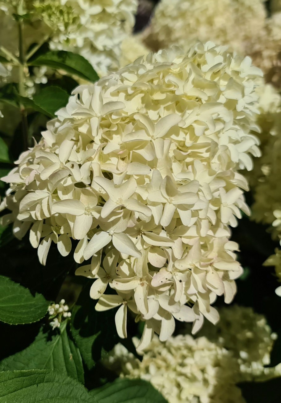 Гортензия метельчатая Скайфолл