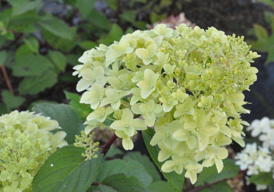 Гортензия метельчатая Skyfall