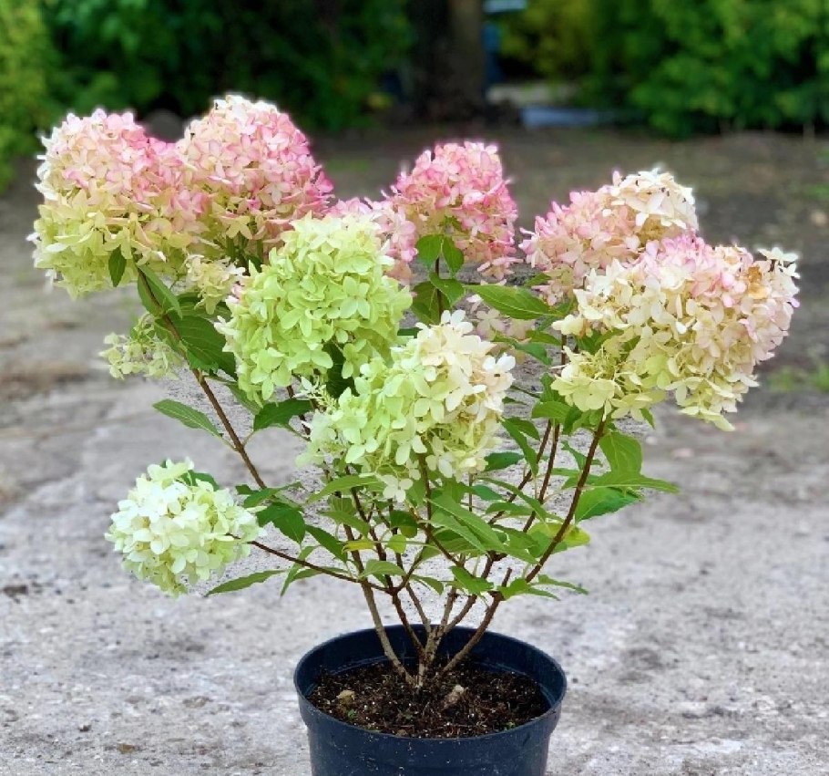 Гортензия метельчатая Skyfall