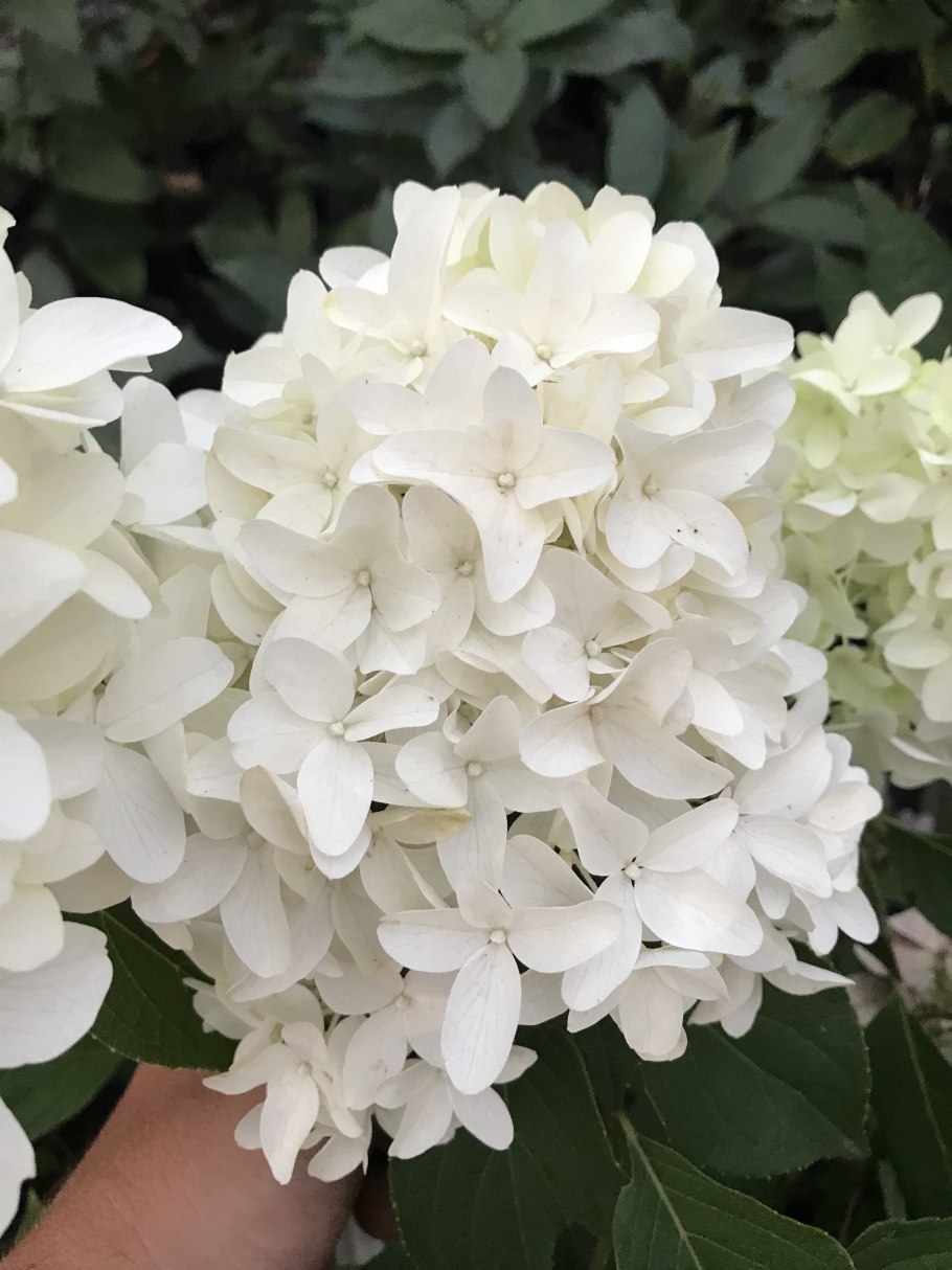 Гортензия Гиацинтовая Скайфолл