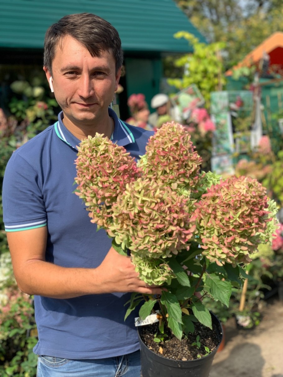 Гортензия метельчатая Скайфолл