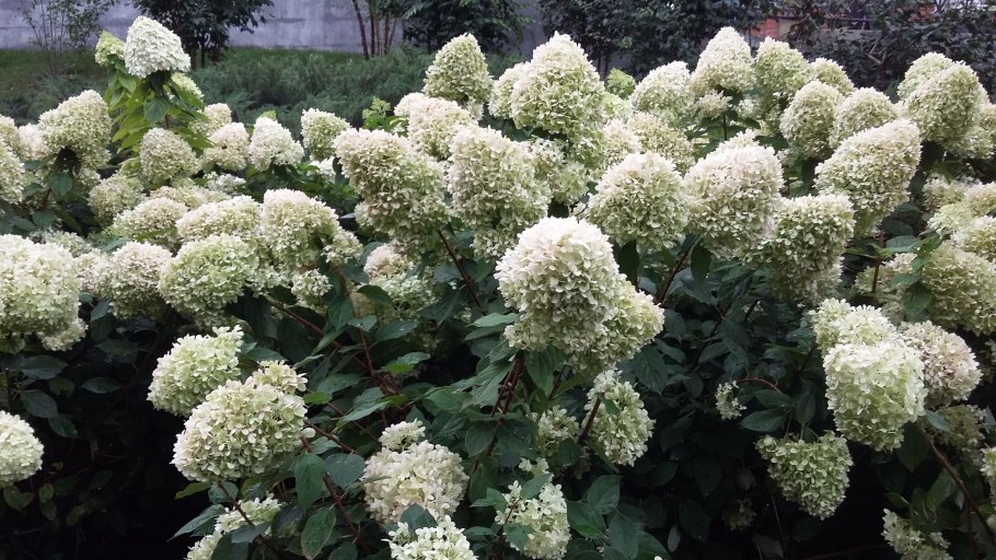 Гортензия метельчатая Скайфолл