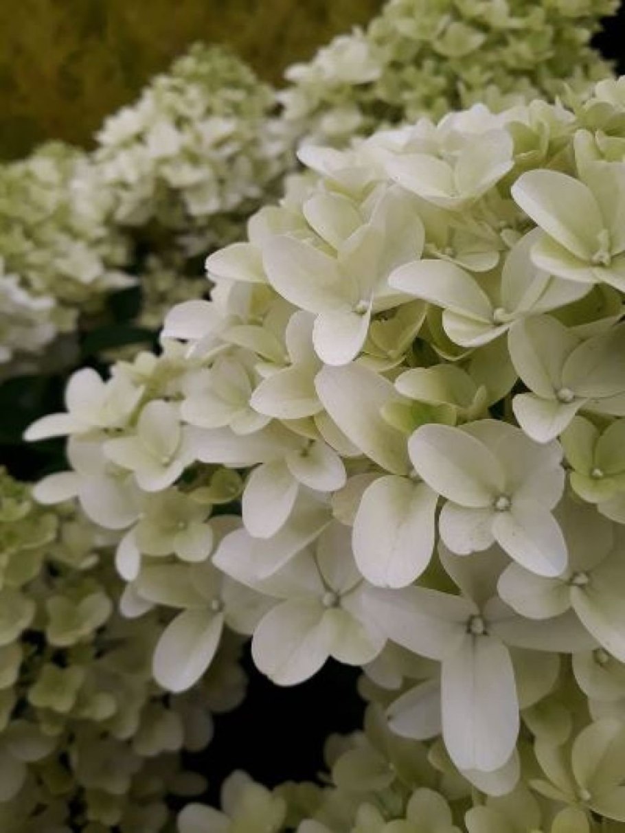 Гортензия метельчатая Скайфолл