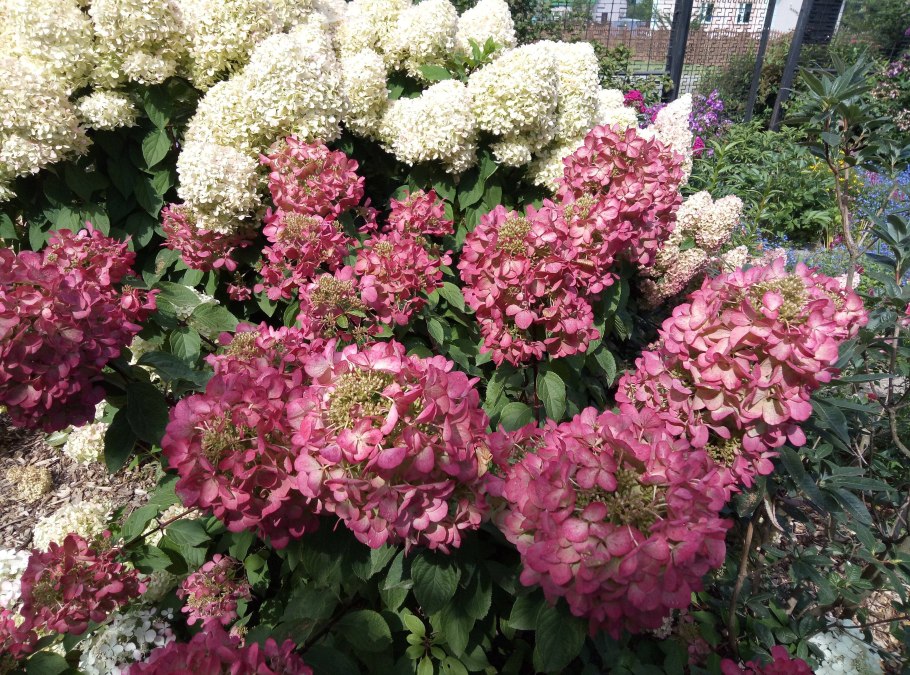 Гортензия метельчатая Скайфолл