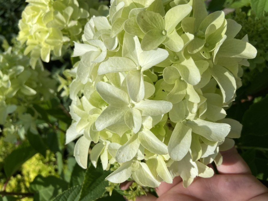 Гортензия метельчатая Скайфолл