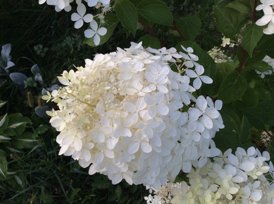 Гортензия метельчатая Fraise Melba