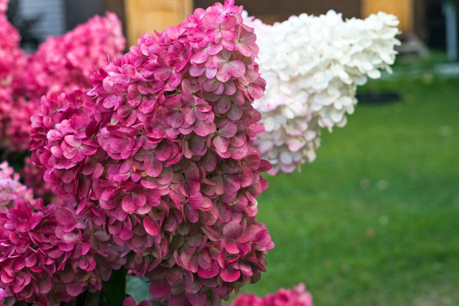 Гортензия Селекшн метельчатая