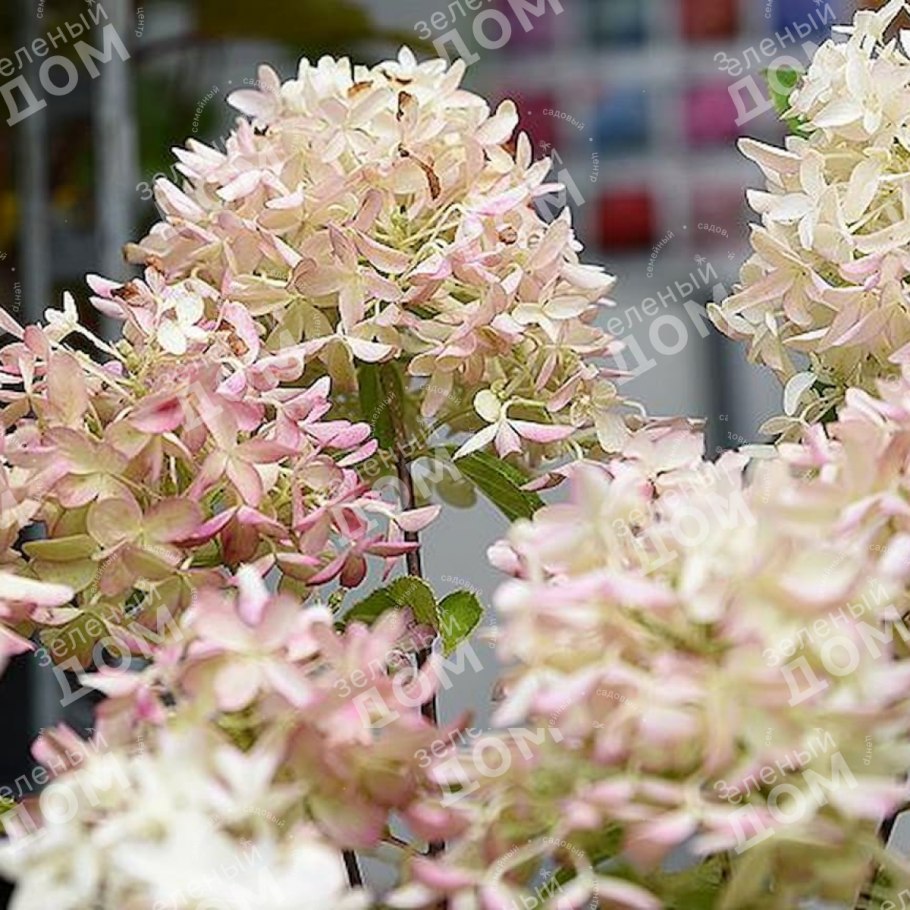 Гортензия метельчатая Вайт Лайт
