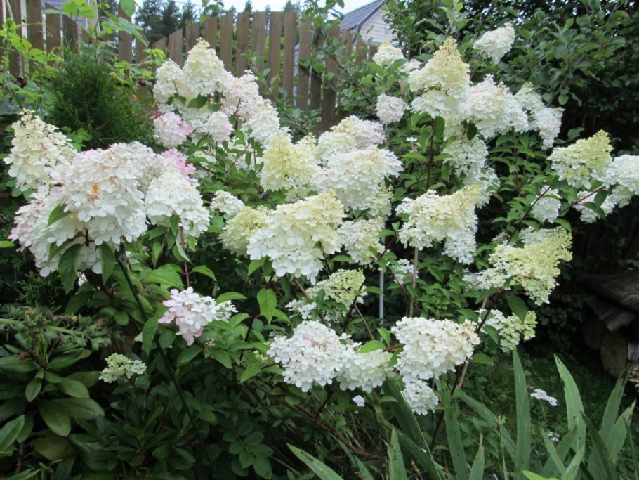 Гортензия Скайфолл высота