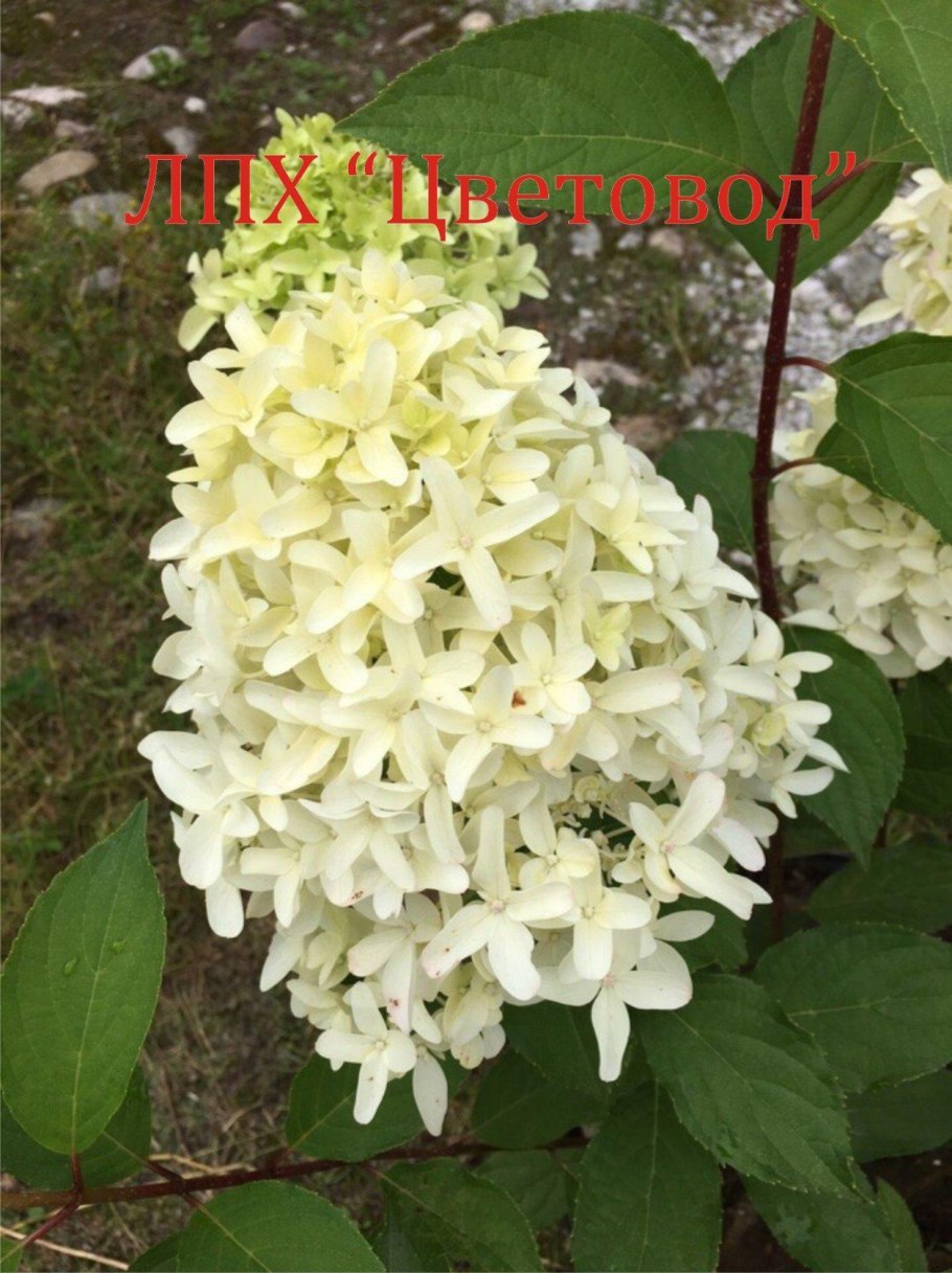 Гортензия метельчатая Скайфолл