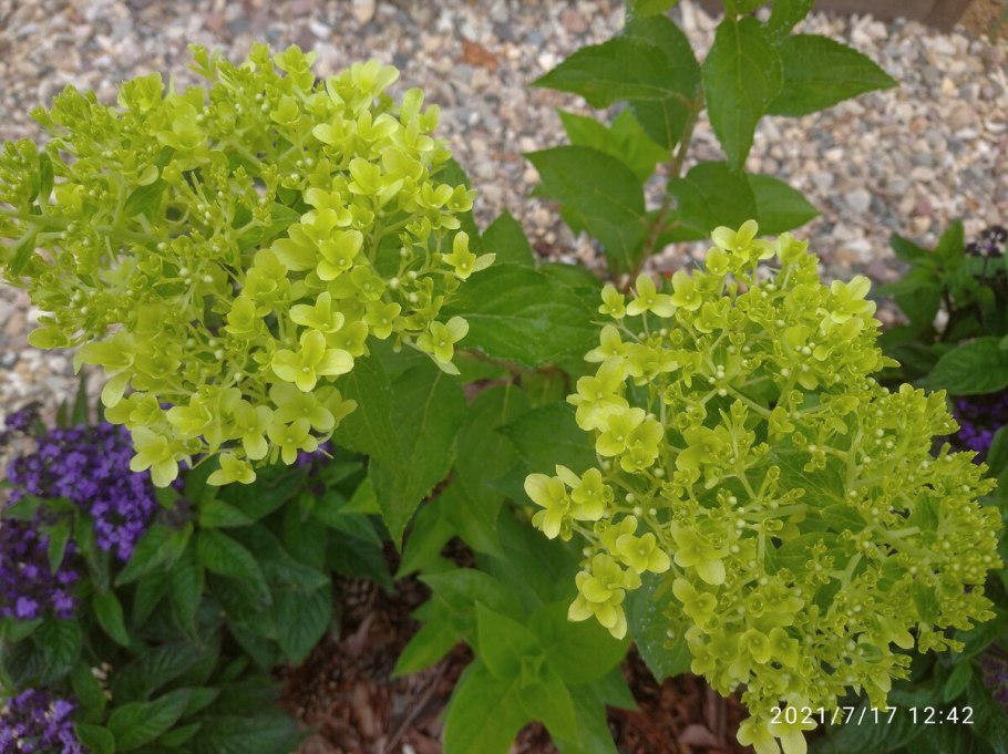 Гортензия Skyfall