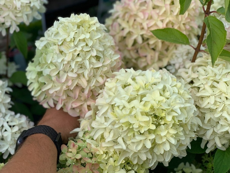 Гортензия метельчатая Skyfall