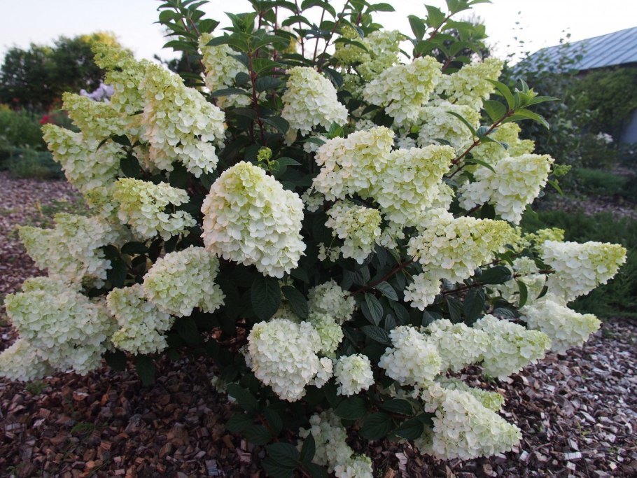 Гортензия Дентель де Гордон