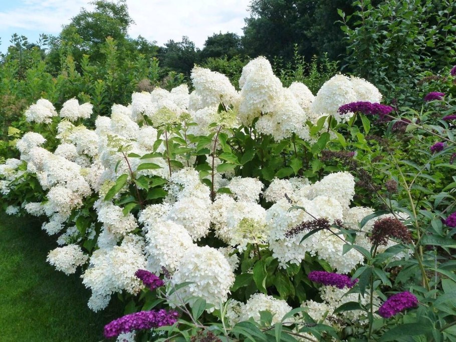 Гортензия мет Скайфолл (Skyfall) с7,5