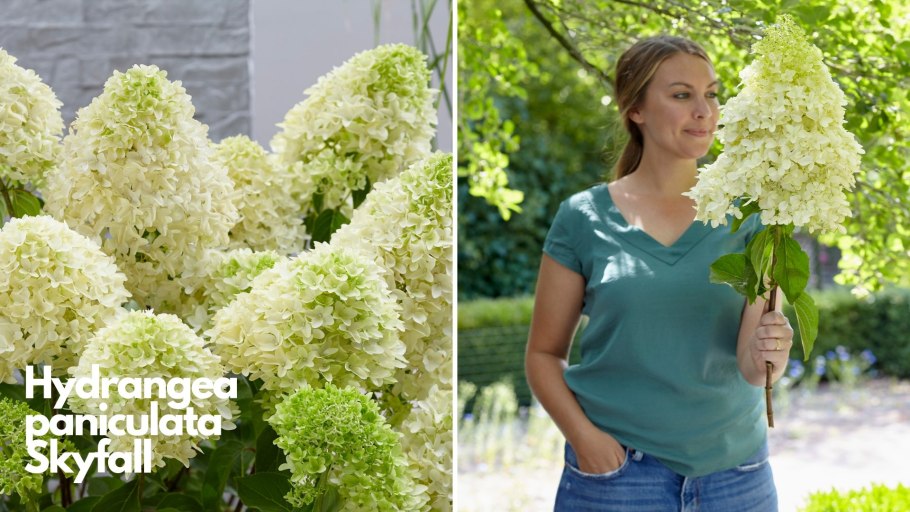 Гортензия метельчатая Hercules