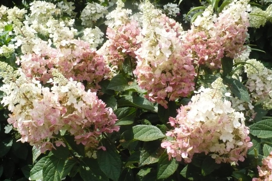 Гортензия метельчатая Фантом
