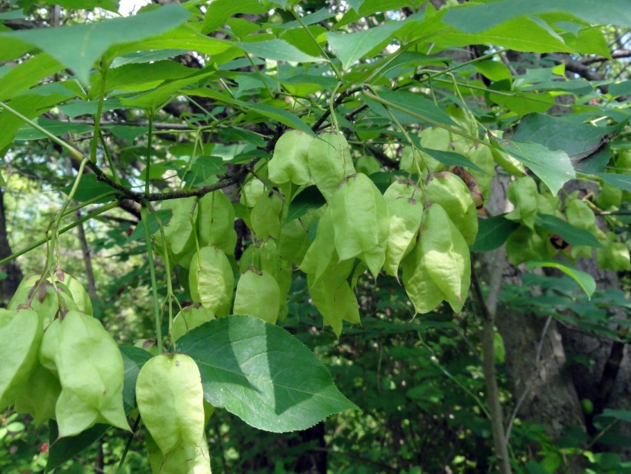 Staphylea trifolia