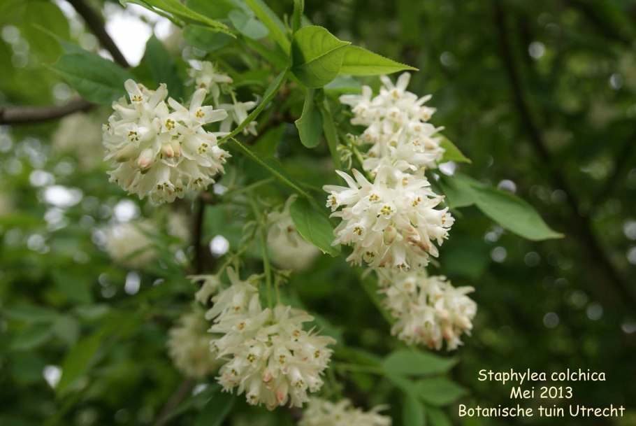 Клекачка Колхидская (Staphylea colchica)