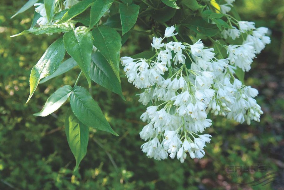 Клетчатка перистая (Staphylea pinnata)