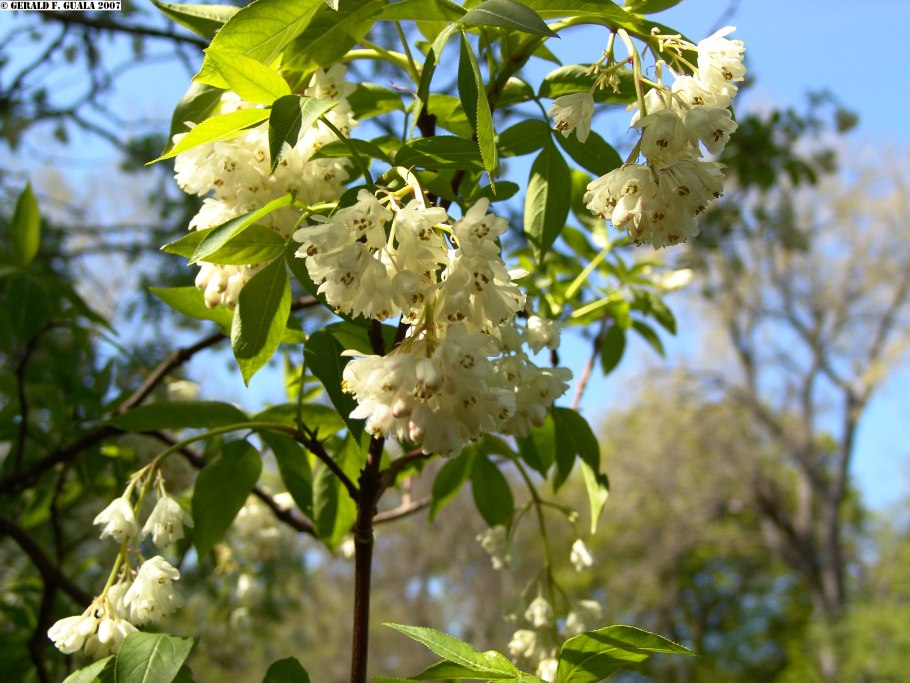 Клекачка перистая Staphylea pinnata