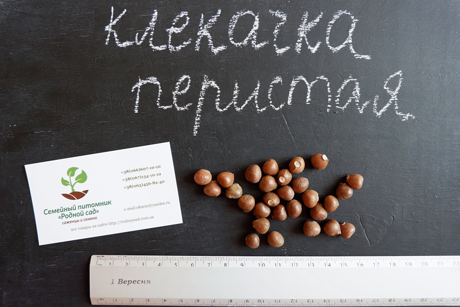 Клекачка Колхидская ветви