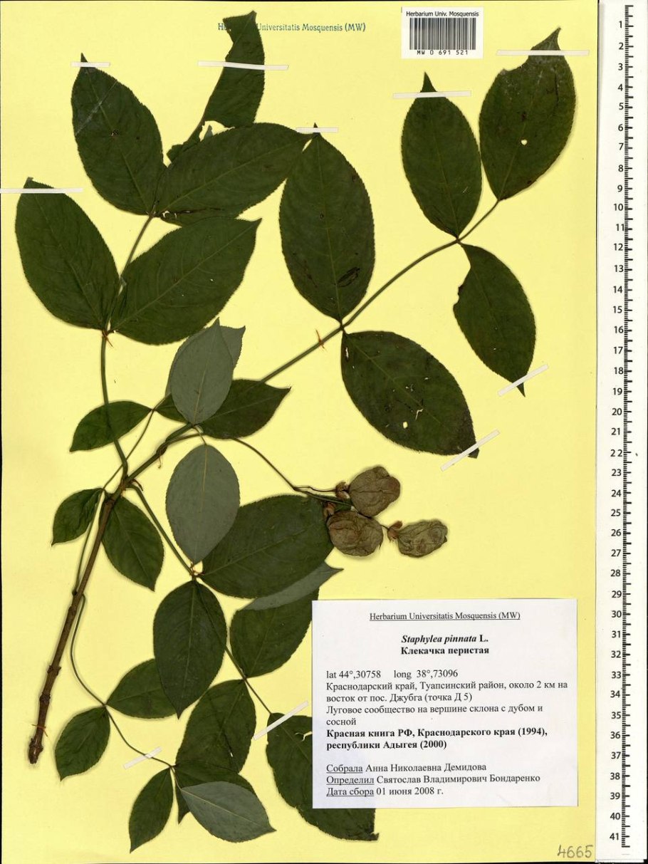 Клекачка перистая Staphylea pinnata