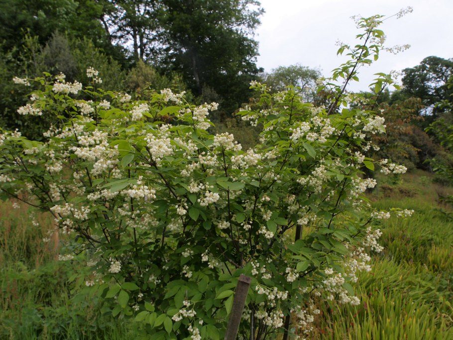 Клекачка перистая Staphylea pinnata