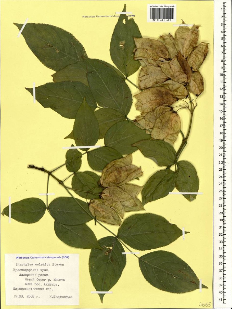 Staphylea pinnata дерево