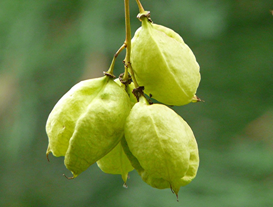 Staphylea trifolia