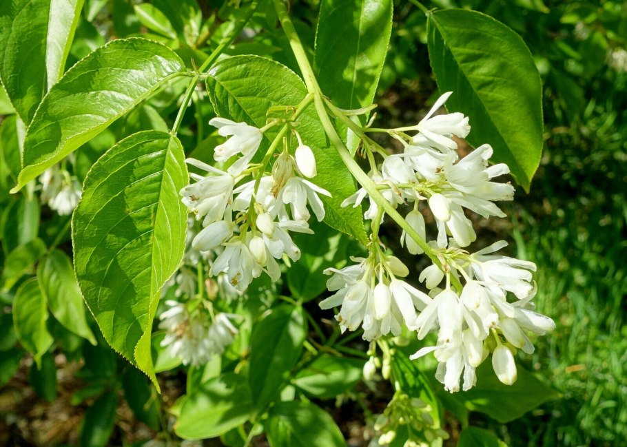 Клекачка трехлистная Staphylea trifolia