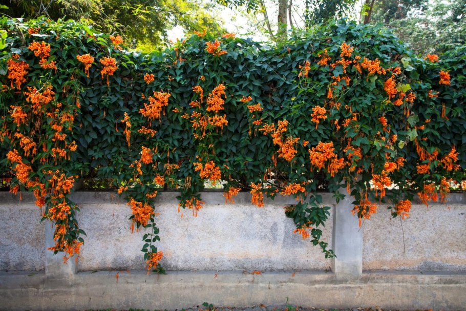 Плющ вечнозеленый (Hedera).