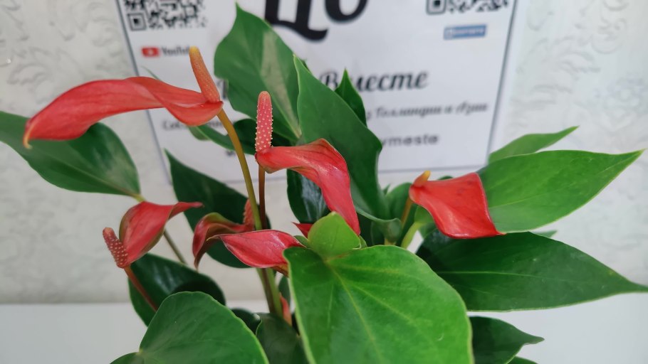 Фирма растения цветок на горшке