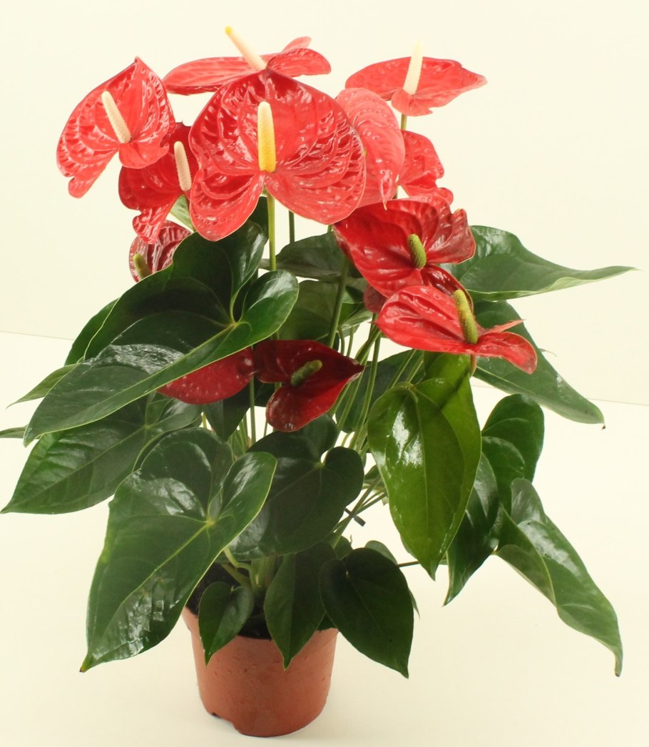 Антуриум Андрианум чемпион красный