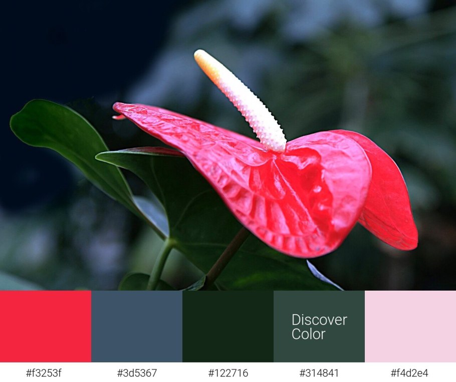 Антуриум Колорадо