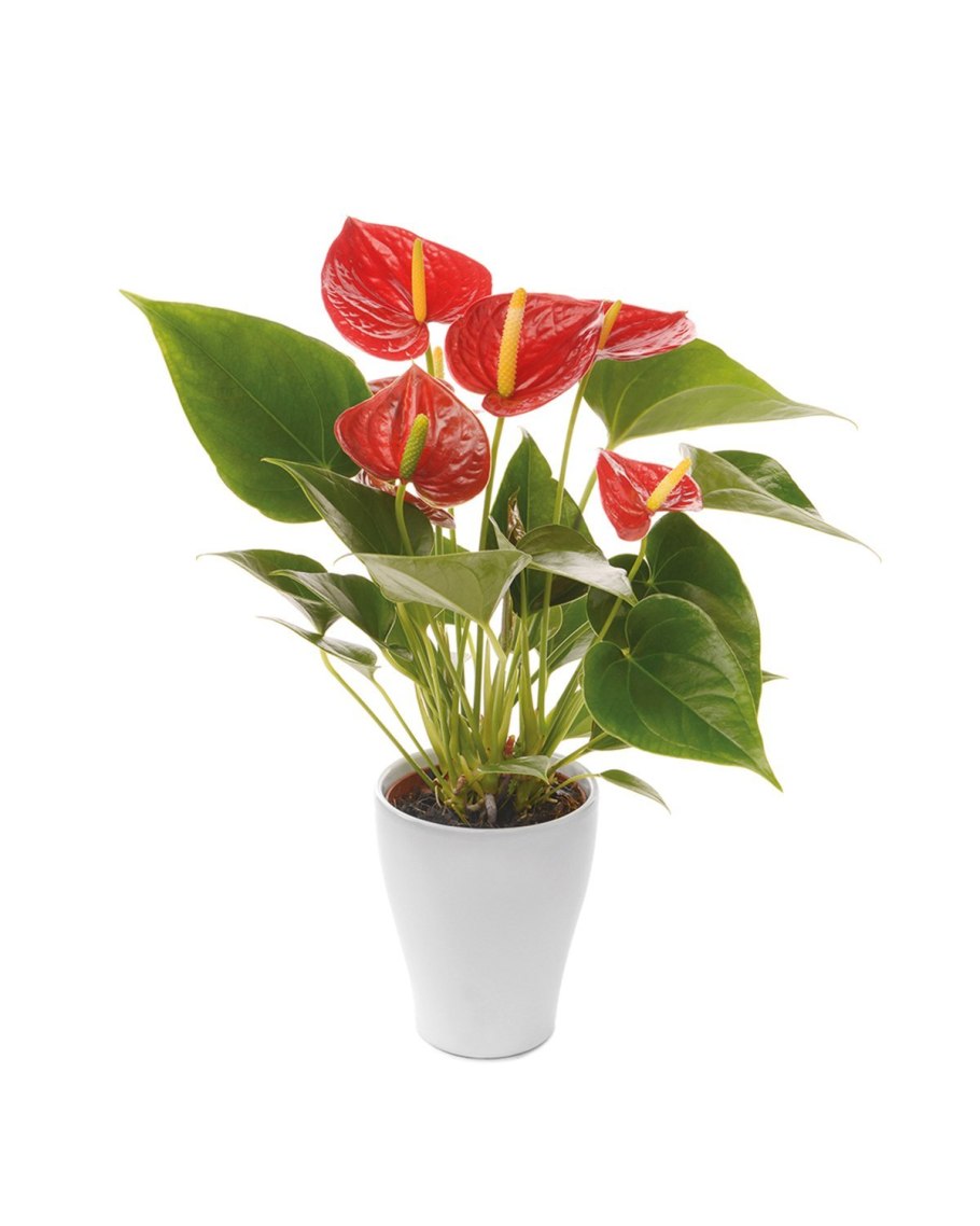 Мужское сердце цветок